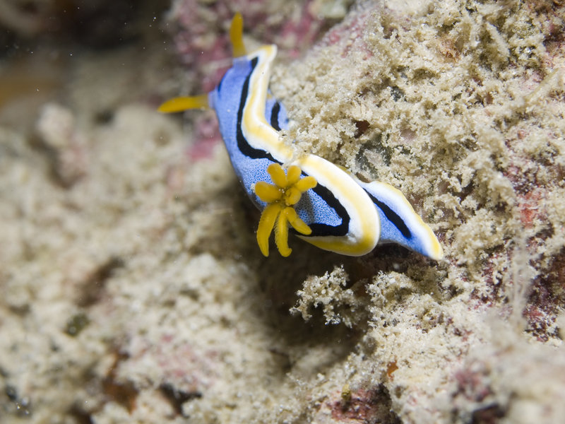 Nudibranch, Mabul, Paradise 1 and 2